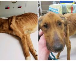 Severely Malnourished Dog Is “Worst Case Of Animal Abuse” Shelter Has Ever Seen
