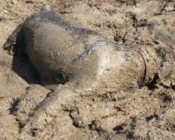 Dog Loves Playing In Mud, Has Time Of His Life Rolling And Burrowing In Mud Puddle