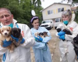 Police Alerted Of A Loose Dog Instead Find 276 Dogs In A Single Family House