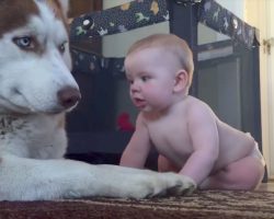 Husky Attempts To Act ‘Tough’ With Baby, But Rolls Over With Joy When Baby Pets Him