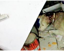 Street Dog Hid Beneath Stranger’s Stairs And Asked God To Take The Hurt Away