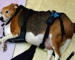 Obese Beagle Was So Overfed He Could Hardly Move When Found