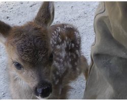 Lonely Baby Deer Approached By Logger, Mistaked Him For Her “Mama”