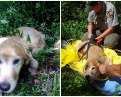 Lost Dog Couldn’t Stop Smiling Once He Was Finally Found Among The Forest Trees