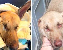 Dog Shot 17 Times, Blinded, Ear Cut & Jaw Broken, Possibly Used As Target Practice
