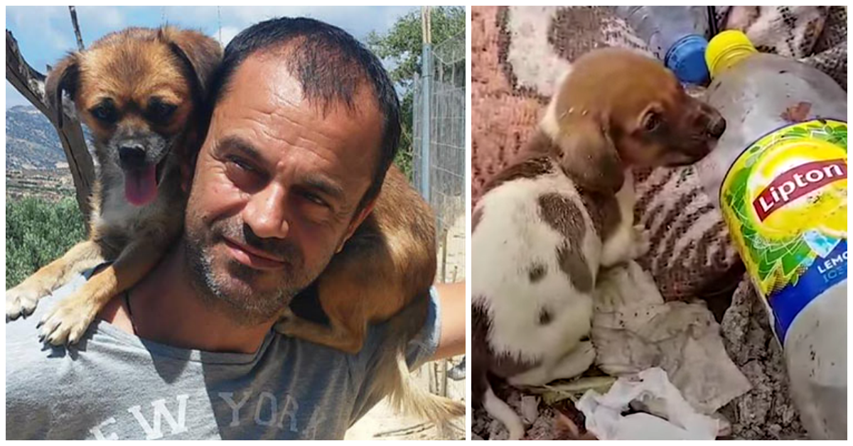 http://www.pawbuzz.com/wp-content/uploads/sites/551/2019/11/man-gives-up-everything-he-owns-to-save-stray-dogs.png