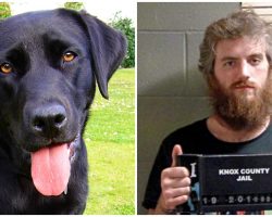 Repulsive Man Sexually Assaults Dog & Films It, Pays Small Fine & Avoids Jail Time