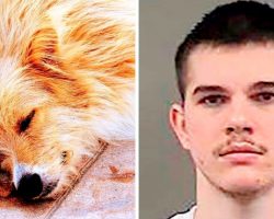 Man Stabs Dog 11 Times To Get His Revenge, Dumps The Dog’s Body At Owner’s Door