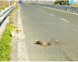 Petrified Baby Stayed By Flattened Mother’s Side & Wouldn’t Let Them Get Close