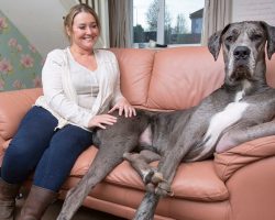 Meet Freddy: He’s Over 7-Feet Tall And Is The Biggest Dog In The World