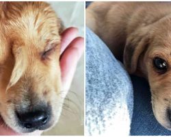 Puppy With ‘Tail’ Growing From His Face Is One of a Kind