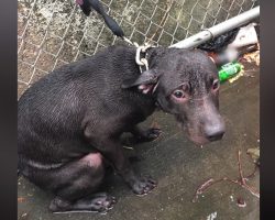 Officer Finds Dog Tied Out In The Cold Rain And Joey Doesn’t Leave His Side