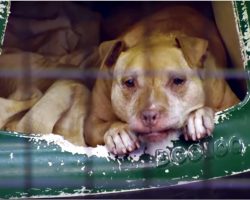 Old Dog That Nobody Wants, Laying In Kennel With Her Body Giving Out