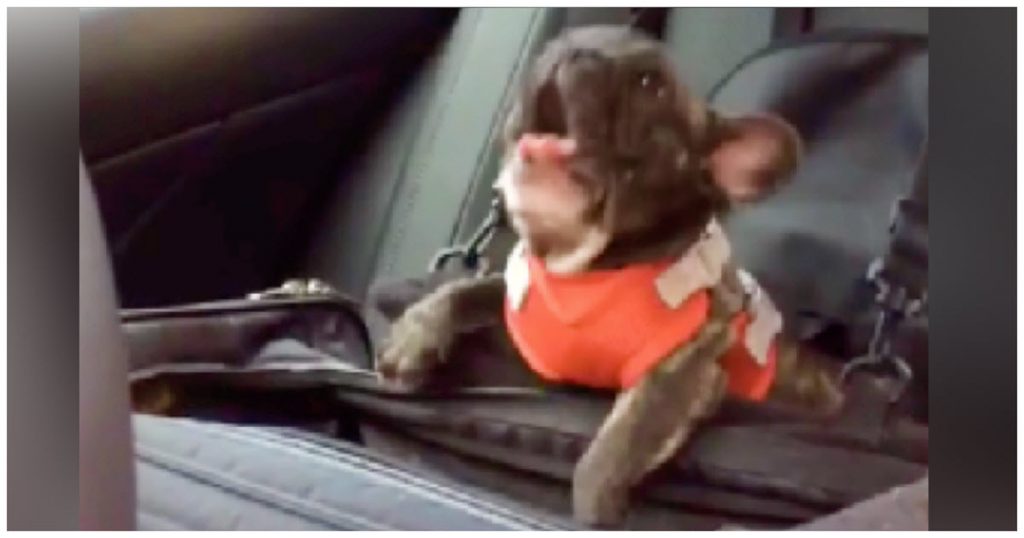 Owner Put French Bulldog In Car Seat, Decides To Throw The Biggest