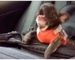 Owner Put French Bulldog In Car Seat, Decides To Throw The Biggest Temper Tantrum