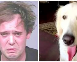 Man Stabs Service Dog Over 100 Times With Sharp Objects Before Cutting Its Neck