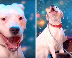 Pit Bull Enchants Audience With A Powerful Rendition Of Whitney Houston Song