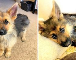 2-Year-Old German Shepherd With Dwarfism Still Looks Like A Puppy, Begs To Be Loved