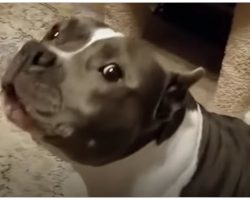 Rescued Pit Bull Has Nonstop Conversations With Her Dog Mom