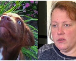 Sadistic Woman Beat Her Service Dog To Death With A Hammer & Felt No Remorse