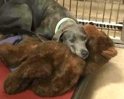 Scared Dog Clinged To Her Teddy Bear After Being Dumped At ‘Kill Shelter’ By Her Family