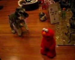 Dog Meets Tickle Me Elmo For The Very First Time