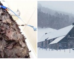 Ruthless Woman Confines Dogs To Feces-Filled Cages Outside In Frigid Weather