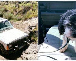 Stranded In Desert For 4-Days, Senior Citizen And 2 Dogs Survived On Instincts