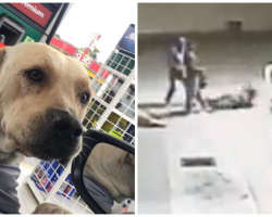 Street Dog Adopted By Gas Station Comes To The Rescue During An Armed Robbery
