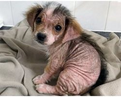 Puppy Who Lost Her Fur Looks Unrecognizable Weeks After Escaping Negligent Owners