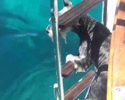 This Adorable Schnauzer Loves To Dive Right In With His Family When It’s Swim Time