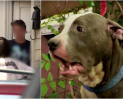 Dog Withers Away In Trash Pile, Neighbor Claims Dog’s Fine & To Leave Him Be