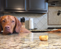 Dog Tries Everything He Can Think Of To Get Elusive Tater Tot