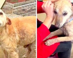 Vet Asked To Euthanize Unwanted Puppy, But The Sad Puppy Still Wants To Live