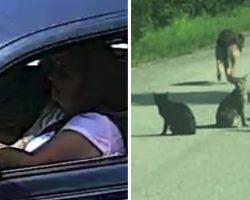 Woman Drops 11 Pets In The Road And Drives Off After Shelter Turns Her Away