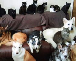 Mom Gets All 17 Pets To Sit Still And Look Pretty For Family Portrait