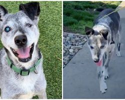 19-Year-Old Shelter Dog Still Has Pep In His Step & Longs For A Loving Home