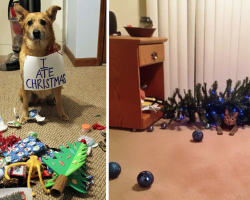 20 Dogs And Cats Who Decided To Ruin Christmas For Everyone