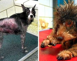 Evil Owners Hoard & Torture 68 Dogs & Rabbits In Filthy Hell With No Food Or Water