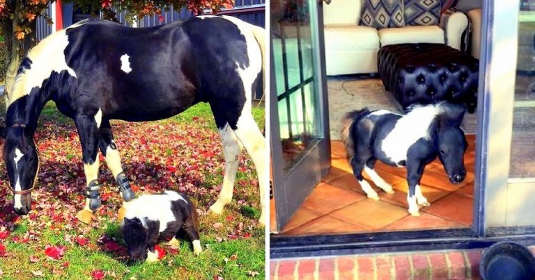 Dwarf Horse Rejected By Mother Had Nowhere To Go Gets Adopted By Dog 