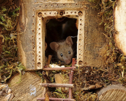 Man Finds Mice In His Garden, Builds A Mini Village For Them
