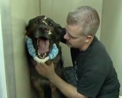 A Police Dog Was Shot In The Head While Chasing Suspect- Has Emotional Reunion With His Partner
