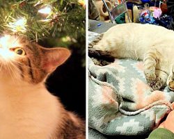 Man Violently Beats Cat For Touching Christmas Tree, Cat Dies From The Beating