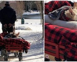 Man pulls his disabled dog around in a cozy wagon so she can have a walk in the park