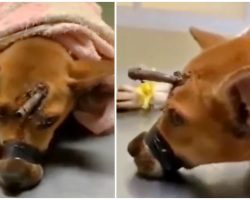 Soulless Stranger Trapped Puppy, Used Her For Target Practice With Homemade Arrow