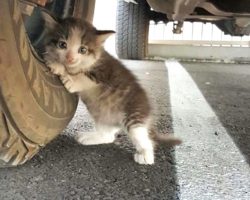 Scared Kitten Could Only Hug A Truck Tire In This Lonely World