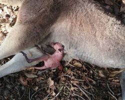 Woman Sees Dead Animal In The Road And Stops To Find A Baby Still Breathing