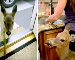 Baby Deer Runs Miles & Crosses Forest To Have Breakfast At Woman’s House Every Day