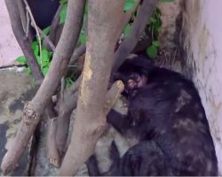 Wounded Old Dog Wedged Himself Into A Corner To Block Out The Painful World