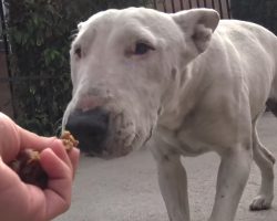Bull Terrier Found On The Streets, Microchip Places Her 300 Miles From ‘Home’